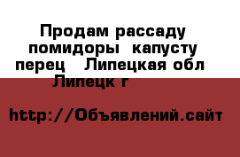 Продам рассаду: помидоры, капусту, перец - Липецкая обл., Липецк г.  »    